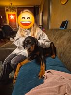 Rottweiler pup, 15 weken tot 1 jaar, Reu, Eén hond, Rottweiler