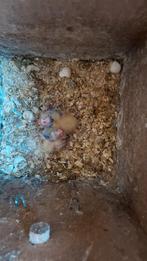 Jonge valkparkieten: 50 euro per stuk, Meerdere dieren, Parkiet