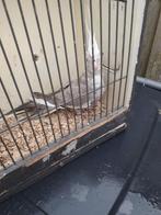 3 jonge Valkparkieten, Geslacht onbekend, Parkiet, Geringd