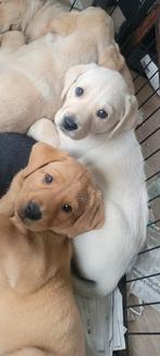 STAMBOOM FIELDTRIAL LABRADOR PUPS, Parvo, Overige rassen, 8 tot 15 weken, Meerdere