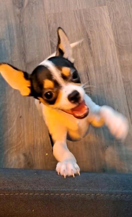 Chihuahua hond, Dieren en Toebehoren, Honden | Chihuahua's en Gezelschapshonden, Meerdere dieren, Chihuahua, Particulier, Meerdere