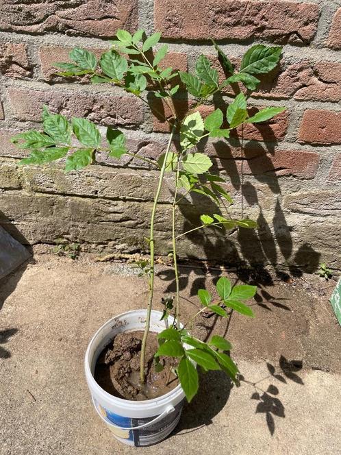 Te koop: enkele zaailingen van de gewone Es, Tuin en Terras, Planten | Bomen, Overige soorten, Minder dan 100 cm, Halfschaduw