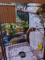 Oranjekaakjes bewezen koppel geringd ., Dieren en Toebehoren, Vogels | Overige Vogels, Meerdere dieren, Tropenvogel, Geringd