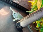 Trio phelsuma kochi, Dieren en Toebehoren, Reptielen en Amfibieën, Hagedis, 0 tot 2 jaar