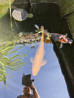Mooie Tamme Chagoi van +/- 40 á 45 centimeter., Dieren en Toebehoren, Vissen | Vijvervissen, Karper of Koi