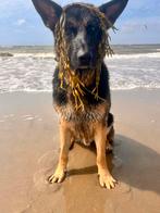 Oppas-/deelhond voor herder liefhebbers, Training of Cursus