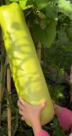 Fleskalebas zaden - 10 stuks, Verzenden, Voorjaar, Volle zon, Zaad