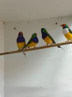 4 gouldamadine mannen, Dieren en Toebehoren, Vogels | Overige Vogels, Mannelijk