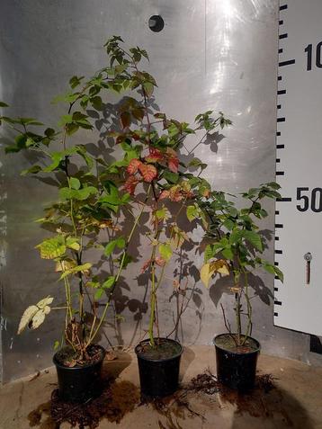 Doornloze braam - Rubus frut. 'Thornfree direct vruchten beschikbaar voor biedingen