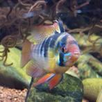 Microgeophagus ramirezi, Dieren en Toebehoren, Vissen | Aquariumvissen, Vis