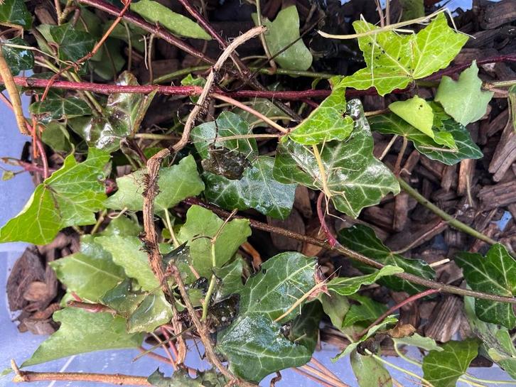 Wandelende takken gratis, Dieren en Toebehoren, Insecten en Spinnen, Wandelende tak