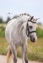 Bloedmooie lieve Welsh merrie weidemaatje/fokmerrie, Dieren en Toebehoren, Pony's, Merrie, Niet van toepassing, 3 tot 6 jaar, B pony (1.17m tot 1.27m)