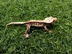 1.0 Wimpergekko Whitewall dashed pin 2024, Hagedis, Tam, 0 tot 2 jaar