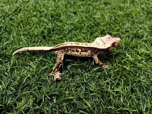 1.0 Wimpergekko Whitewall dashed pin 2024, Dieren en Toebehoren, Reptielen en Amfibieën, Hagedis, 0 tot 2 jaar, Tam