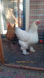 2 mooie brahma's kippen, wit en bruin., Dieren en Toebehoren, Pluimvee, Vrouwelijk, Kip