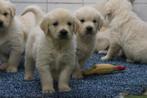Golden retriever pups - zorgvuldig gefokt met stamboom, Golden retriever, Nederland, CDV (hondenziekte), 8 tot 15 weken