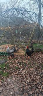 Gratis mooie hanen, groot ras., Mannelijk, Kip