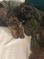 Shih tzu 10 weken, Rabiës (hondsdolheid), 8 tot 15 weken, Eén hond, Nederland