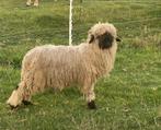 Walliser schwarznase ooi en ram, Dieren en Toebehoren, Schapen, Geiten en Varkens, Meerdere dieren, Schaap