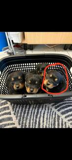 Prachtige rottweiler pups  2  teefjes, Dieren en Toebehoren, Particulier, Rabiës (hondsdolheid), 15 weken tot 1 jaar, Buitenland