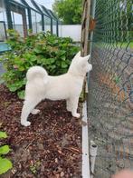 witte akita inu pups, Particulier, Rabiës (hondsdolheid), Meerdere, 8 tot 15 weken