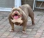 Een Prachtige Unieke American pocket bully meisje, Dieren en Toebehoren, Honden | Bulldogs, Pinschers en Molossers, Rabiës (hondsdolheid)