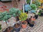 Pinus nieuwe binnen 50 soorten, Ophalen, Overige soorten, Volle zon