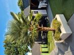 waaier palmboom, Tuin en Terras, Ophalen of Verzenden, Volle zon, Palmboom