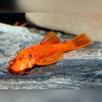 Nog 1 stuk Ancistrus red - oranje/rode ancistrus borstelneus beschikbaar voor biedingen