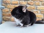 Chinchilla : Black Pearl bok, Dieren en Toebehoren, Knaagdieren, Chinchilla, Juni, Mannelijk, Tam
