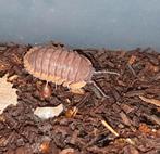 Cubaris red edge isopods pissebedden, Dieren en Toebehoren, Overige soorten