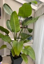 Grote Strelitzia Nicolai - 2,5m, Ophalen, 200 cm of meer, Overige soorten, Halfschaduw