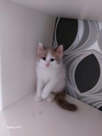 Ragdoll kittens mogen nest verlaten, Dieren en Toebehoren, Katten en Kittens | Raskatten | Langhaar, Ontwormd