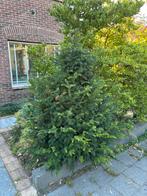 Taxus Boompje - Gratis Afhalen, Tuin en Terras, Planten | Bomen, Ophalen, Bloeit niet, Halfschaduw, Overige soorten