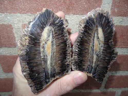 Araucaria alvarezii, versteende dennenappel, Verzamelen, Mineralen en Fossielen, Fossiel, Ophalen of Verzenden