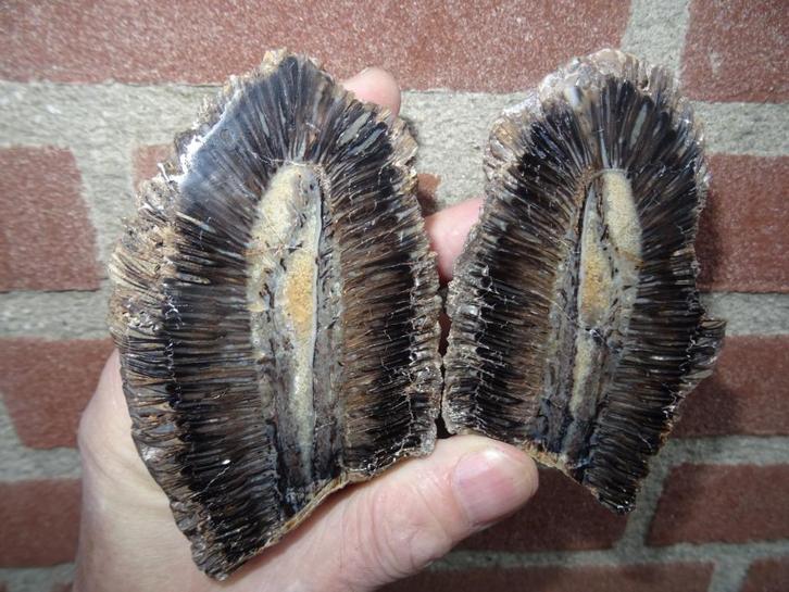 Araucaria alvarezii, versteende dennenappel, Verzamelen, Mineralen en Fossielen, Fossiel, Ophalen of Verzenden
