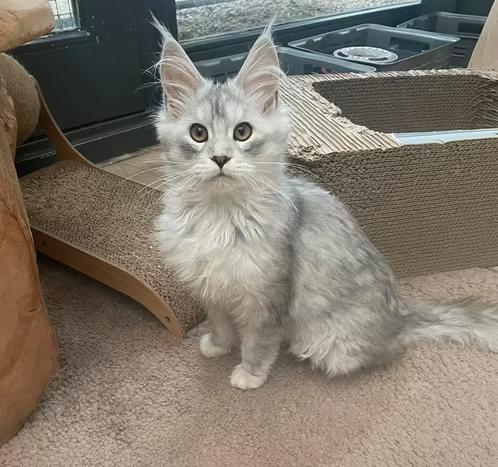 Maincoon jacky (5 maanden), Dieren en Toebehoren, Katten en Kittens | Raskatten | Langhaar, Kater, Ontwormd