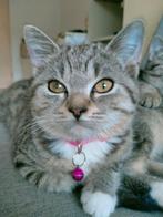 Siamees/korthaar kittens, Meerdere dieren, Ontwormd, 0 tot 2 jaar