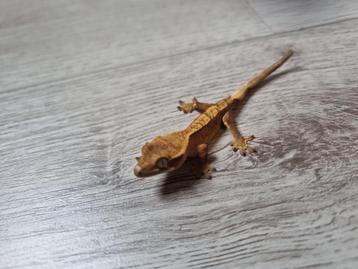 Correlophus ciliatus beschikbaar voor biedingen