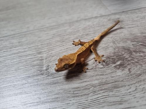 Correlophus ciliatus, Dieren en Toebehoren, Reptielen en Amfibieën, Hagedis, 0 tot 2 jaar, Tam