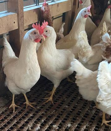 Jonge hennen witte leghennen rond 18 weken legkippen beschikbaar voor biedingen