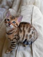 Bengaal Kitten, katertje, Dieren en Toebehoren, Katten en Kittens | Raskatten | Korthaar, Meerdere dieren, Ontwormd