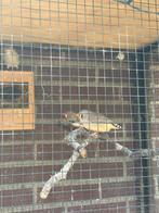 Koppel zebravinken, Dieren en Toebehoren, Meerdere dieren, Tropenvogel