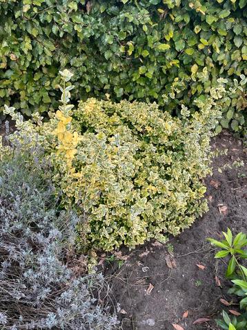 Euonymus kardinaalshoed Vaste Plant beschikbaar voor biedingen