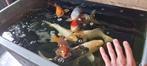Koi, 7 stuks inkl zonnebaars., Dieren en Toebehoren, Vissen | Vijvervissen, Karper of Koi