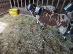 2 mooie luxe bonte dekrammen weide rammen, Dieren en Toebehoren, Schapen, Geiten en Varkens, Mannelijk, Schaap, 0 tot 2 jaar
