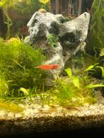 Garnalen - wildkleur per 10, Kreeft, Krab of Garnaal