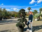 Ilex crenata 'Kinme' tuinbonsai / bonsai te koop!!, In pot, Bloeit niet, Halfschaduw, 100 tot 250 cm