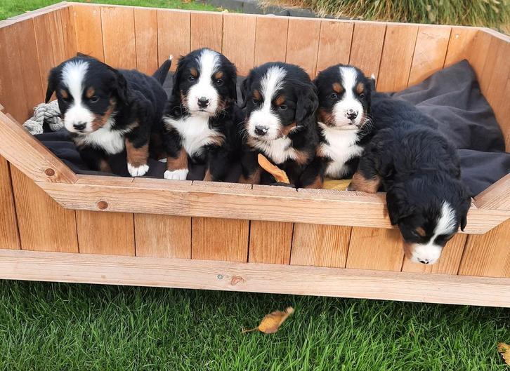 Berner sennen pups, Dieren en Toebehoren, Overige Dieren, Meerdere dieren, September