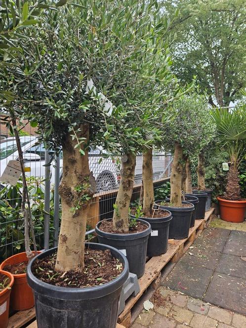 Olijfbomen diverse maten, dikke stam vanaf €90, Tuin en Terras, Planten | Bomen, Olijfboom, 100 tot 250 cm, Volle zon, Zomer, Ophalen of Verzenden